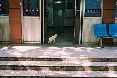 手游《马里奥赛车巡回赛》即将移除扭蛋抽奖功能